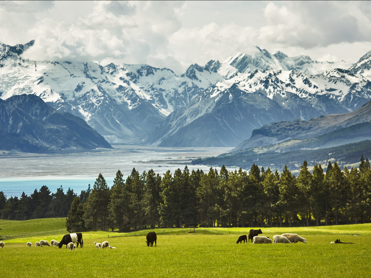 what-the-world-can-learn-from-new-zealand-about-sustainable-agriculture